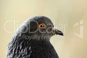 Head of a pigeon