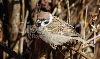 Sparrow in dry bushes