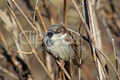 Sparrow on a branch