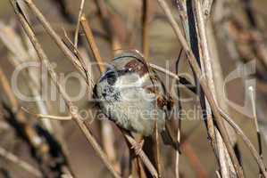 Sparrow on a branch