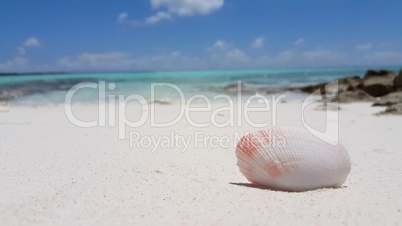 v02011 Maldives beautiful beach background white sandy tropical paradise island with blue sky sea water ocean 4k shell