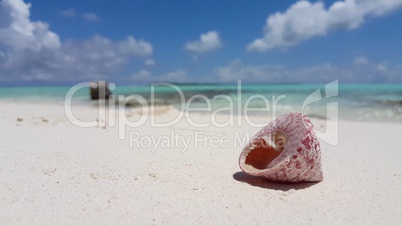 v02033 Maldives beautiful beach background white sandy tropical paradise island with blue sky sea water ocean 4k shell