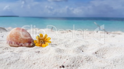 v02041 Maldives beautiful beach background white sandy tropical paradise island with blue sky sea water ocean 4k shell flower