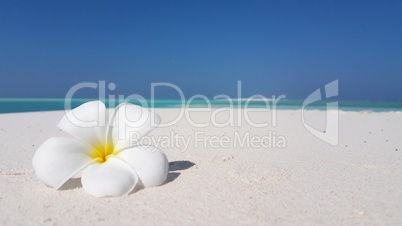 v02071 Maldives beautiful beach background white sandy tropical paradise island with blue sky sea water ocean 4k white flower