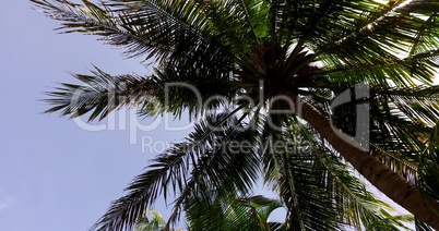 v02218 Maldives beautiful beach background white sandy tropical paradise island with blue sky sea water ocean 4k palm trees