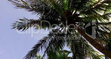 v02218 Maldives beautiful beach background white sandy tropical paradise island with blue sky sea water ocean 4k palm trees