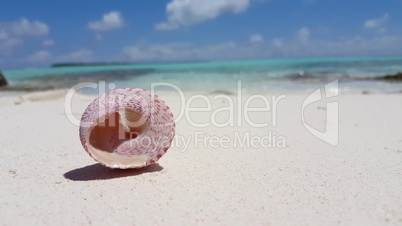 v02255 Maldives beautiful beach background white sandy tropical paradise island with blue sky sea water ocean 4k shell