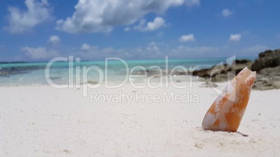 v02341 Maldives beautiful beach background white sandy tropical paradise island with blue sky sea water ocean 4k shell