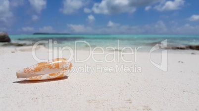 v02779 Maldives beautiful beach background white sandy tropical paradise island with blue sky sea water ocean 4k seashell