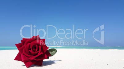 v02961 Maldives beautiful beach background white sandy tropical paradise island with blue sky sea water ocean 4k red rose