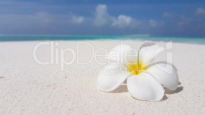 v02969 Maldives beautiful beach background white sandy tropical paradise island with blue sky sea water ocean 4k flower v02969 Maldives beautiful beach background white sandy tropical paradise island with blue sky sea water ocean 4k flower