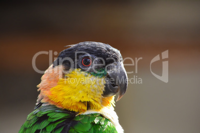 Parrot portrait