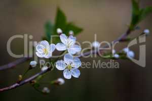 A fresh Cherry blossoms