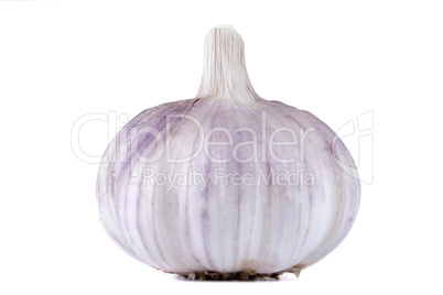 Ripe fresh garlic