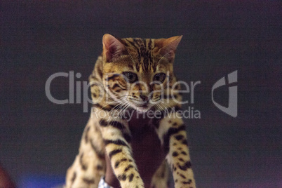 Bengal purebred cat with beautiful spots