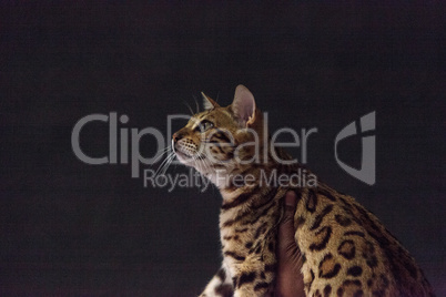Bengal purebred cat with beautiful spots