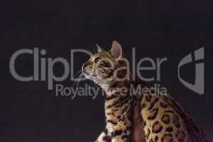 Bengal purebred cat with beautiful spots