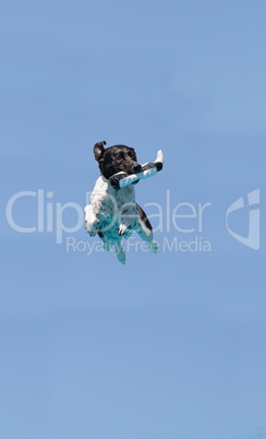 Border collie jumps with a toy