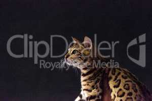 Bengal purebred cat with beautiful spots