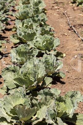 Fresh Chinese cabbage grows on a small organic farm