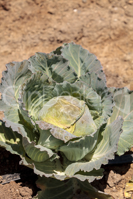 Fresh Chinese cabbage grows on a small organic farm