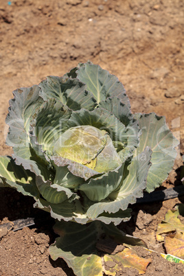 Fresh Chinese cabbage grows on a small organic farm