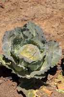 Fresh Chinese cabbage grows on a small organic farm