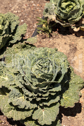 Fresh Chinese cabbage grows on a small organic farm