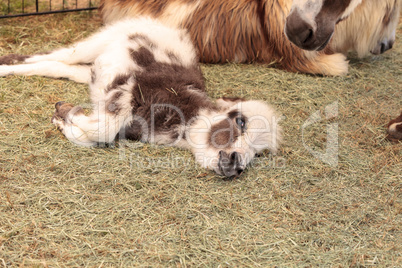 Donkey rests in a pen on a farm