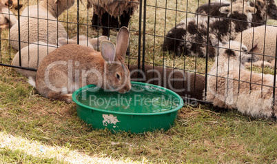 Domesticated rabbit drinks from a water bowl