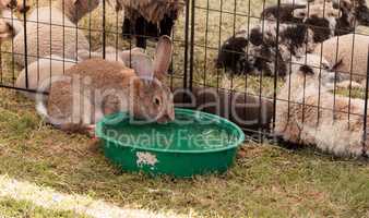 Domesticated rabbit drinks from a water bowl