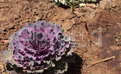 Flowering kale grows on a small organic farm