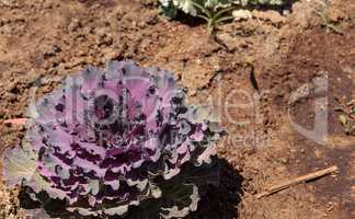 Flowering kale grows on a small organic farm
