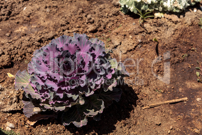 Flowering kale grows on a small organic farm