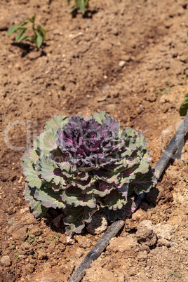 Flowering kale grows on a small organic farm