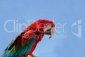 Green wing Macaw parrot bird Ara chloropterus