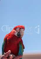 Green wing Macaw parrot bird Ara chloropterus
