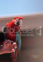 Green wing Macaw parrot bird Ara chloropterus