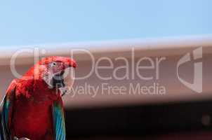 Green wing Macaw parrot bird Ara chloropterus