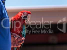 Green wing Macaw parrot bird Ara chloropterus