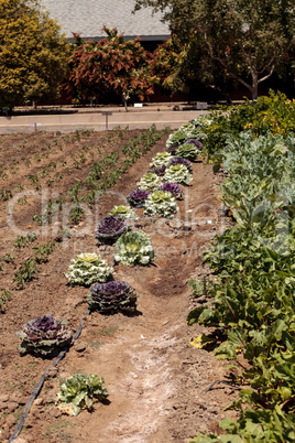 Flowering kale and ornamental cabbage grows on a small organic f