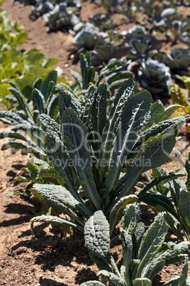 Kale grows on a small organic farm