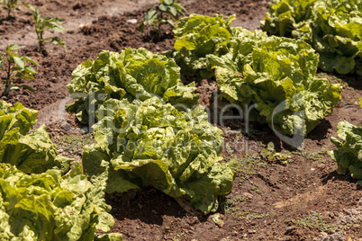 Fresh leaf lettuce grows on a small organic farm