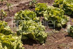 Fresh leaf lettuce grows on a small organic farm