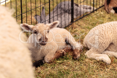 Young lamb sheep rests in a pen on a farm