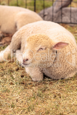 Young lamb sheep rests in a pen on a farm