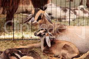 Mother and baby Nigerian dwarf goat