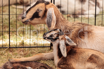 Mother and baby Nigerian dwarf goat