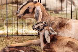 Mother and baby Nigerian dwarf goat