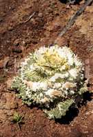 Ornamental cabbage grows on a small organic farm